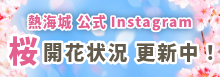 桜の開花状況
